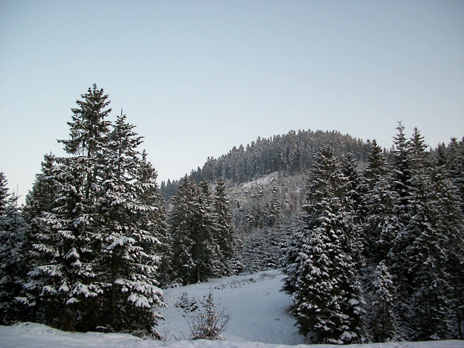 zima las choinki niebo góry śnieg