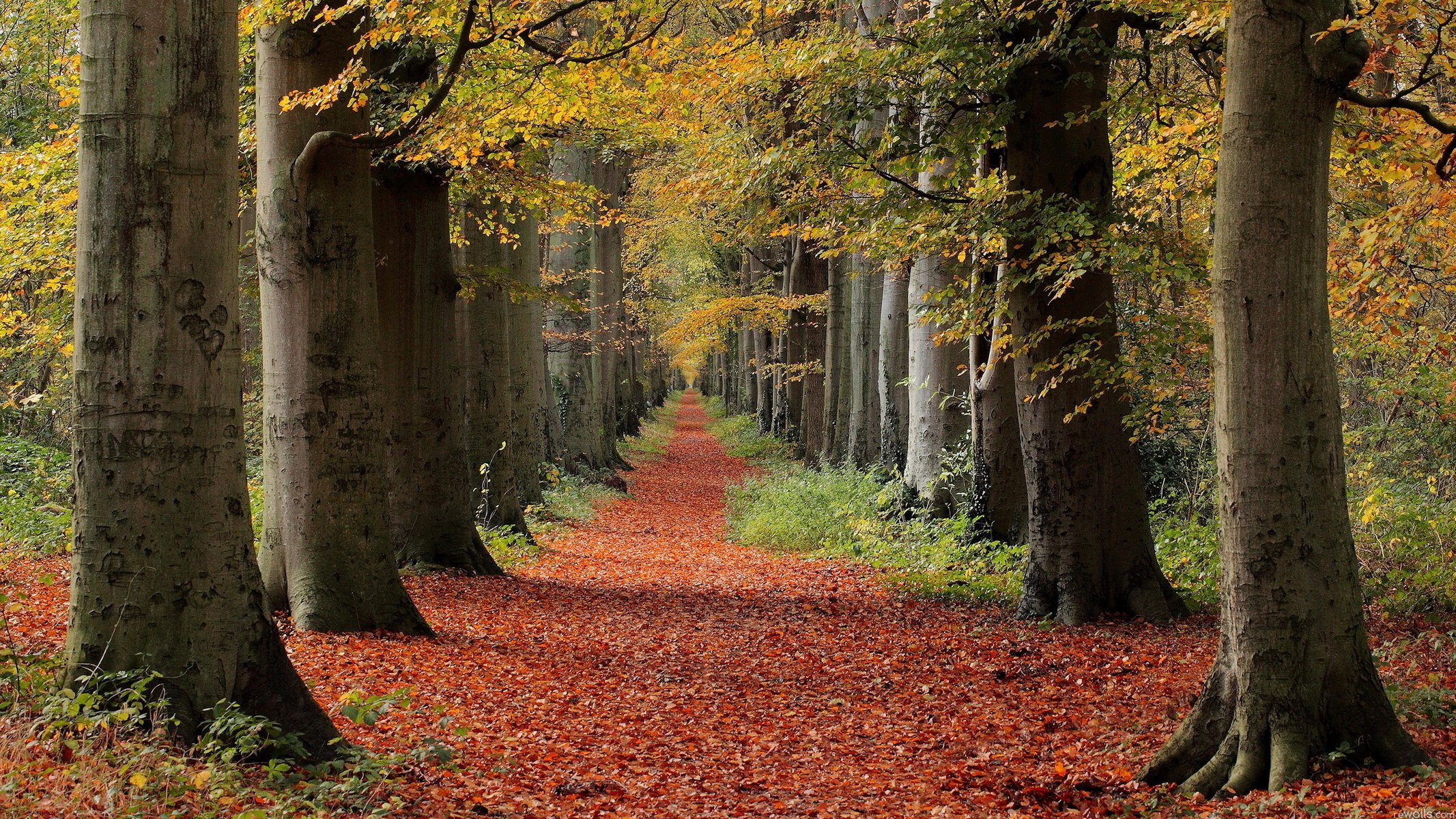 bosque otoño árboles