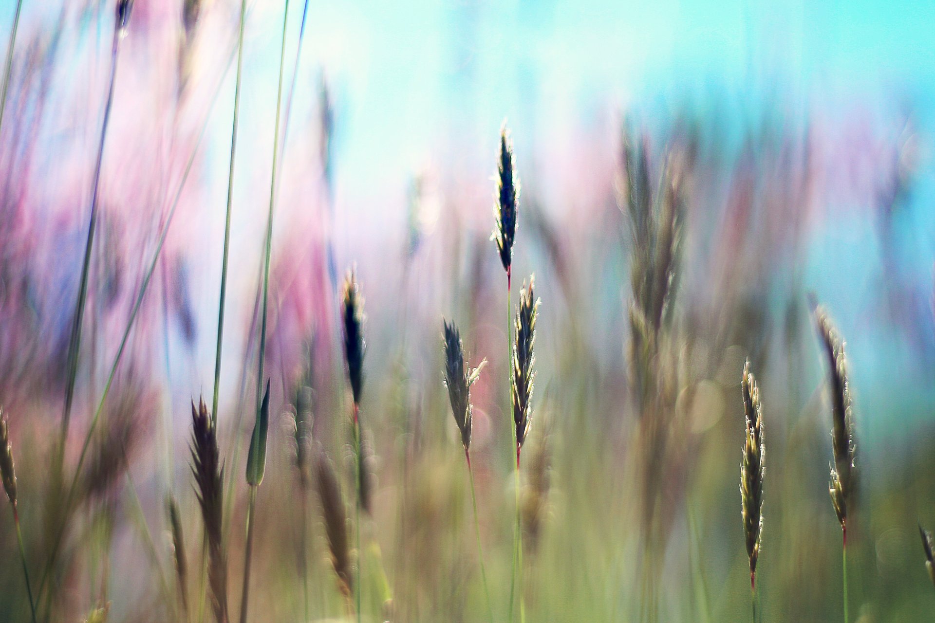 ummer grass light the sun field rays freshne