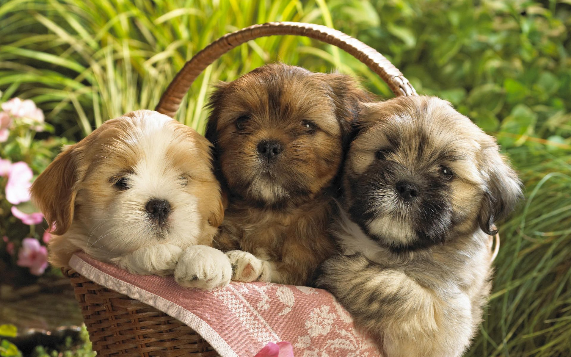 dogs puppies basket