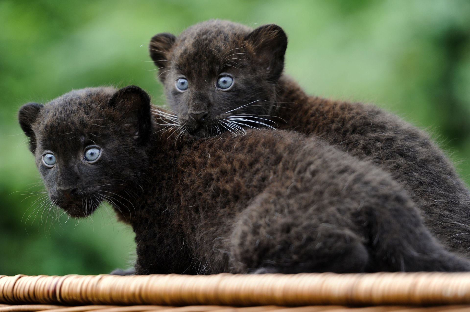 panther cats animals wallpaper kittens wallpaper small