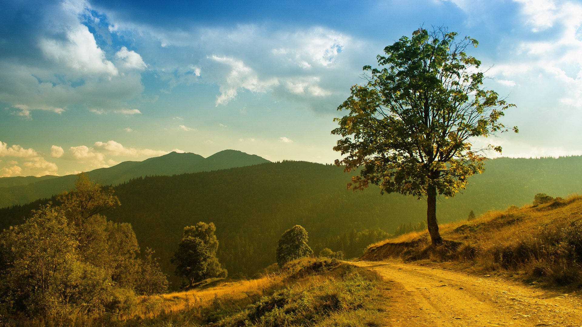 paysage herbe arbres soleil montagnes nature forêt lumière