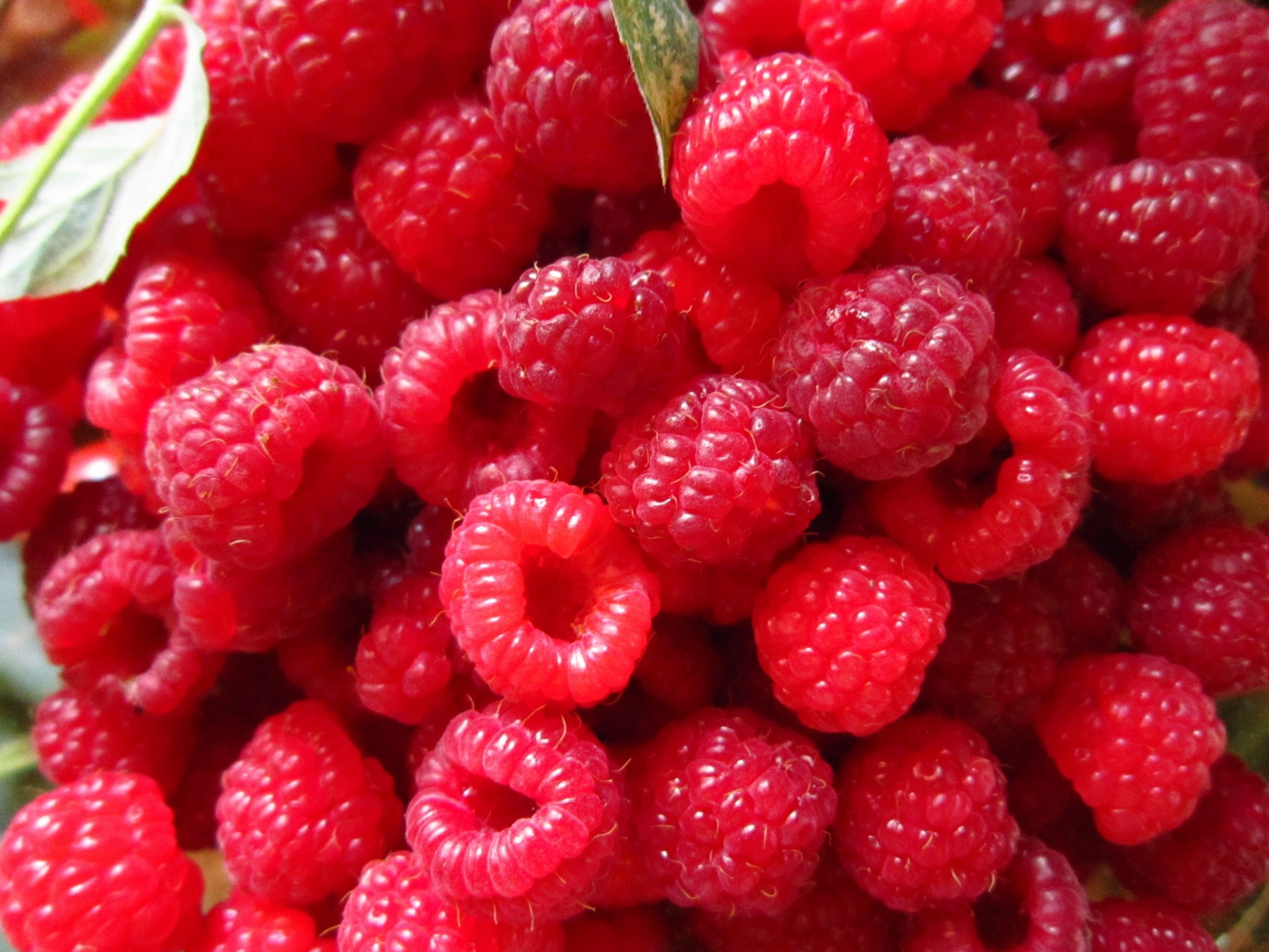 close up raspberry red berry