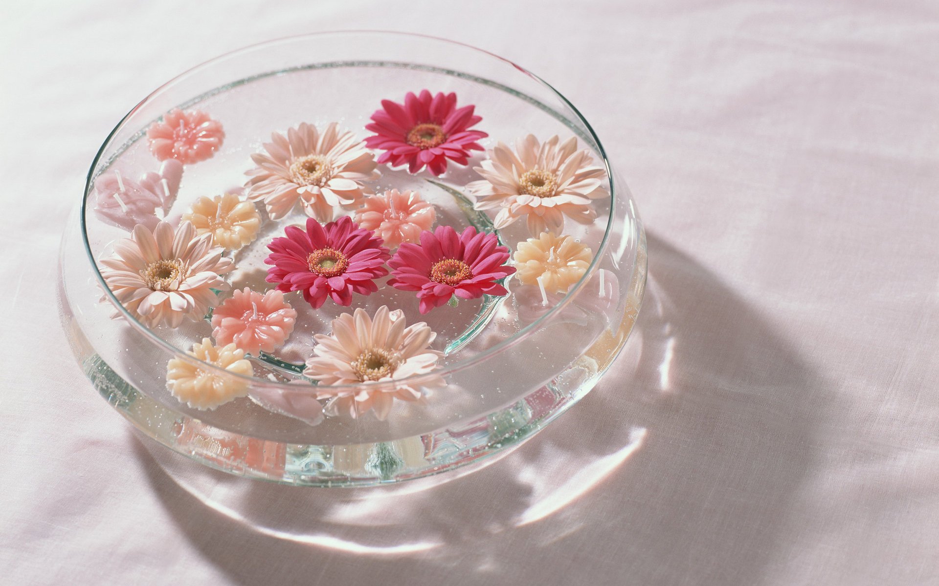 blancs gerbera rouges fleurs eau vase roses