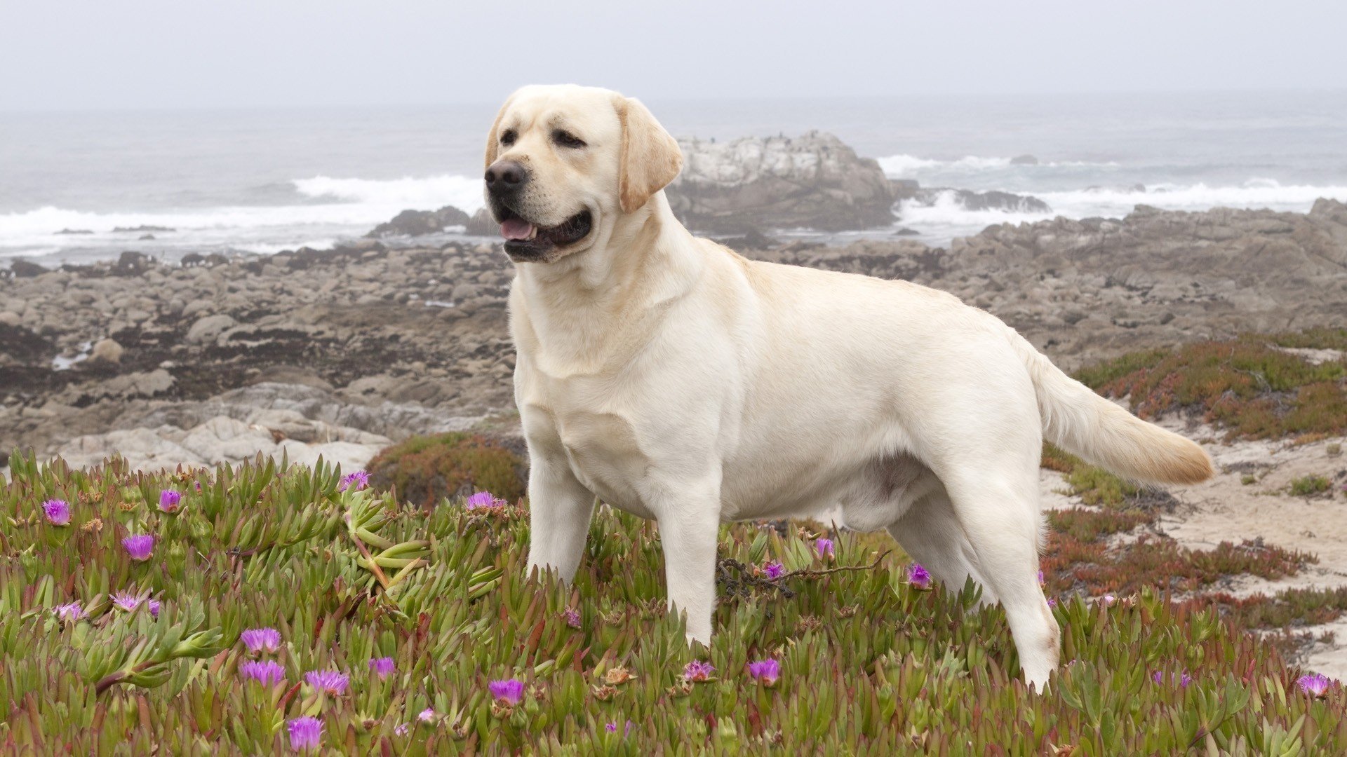 perro labrador retriever