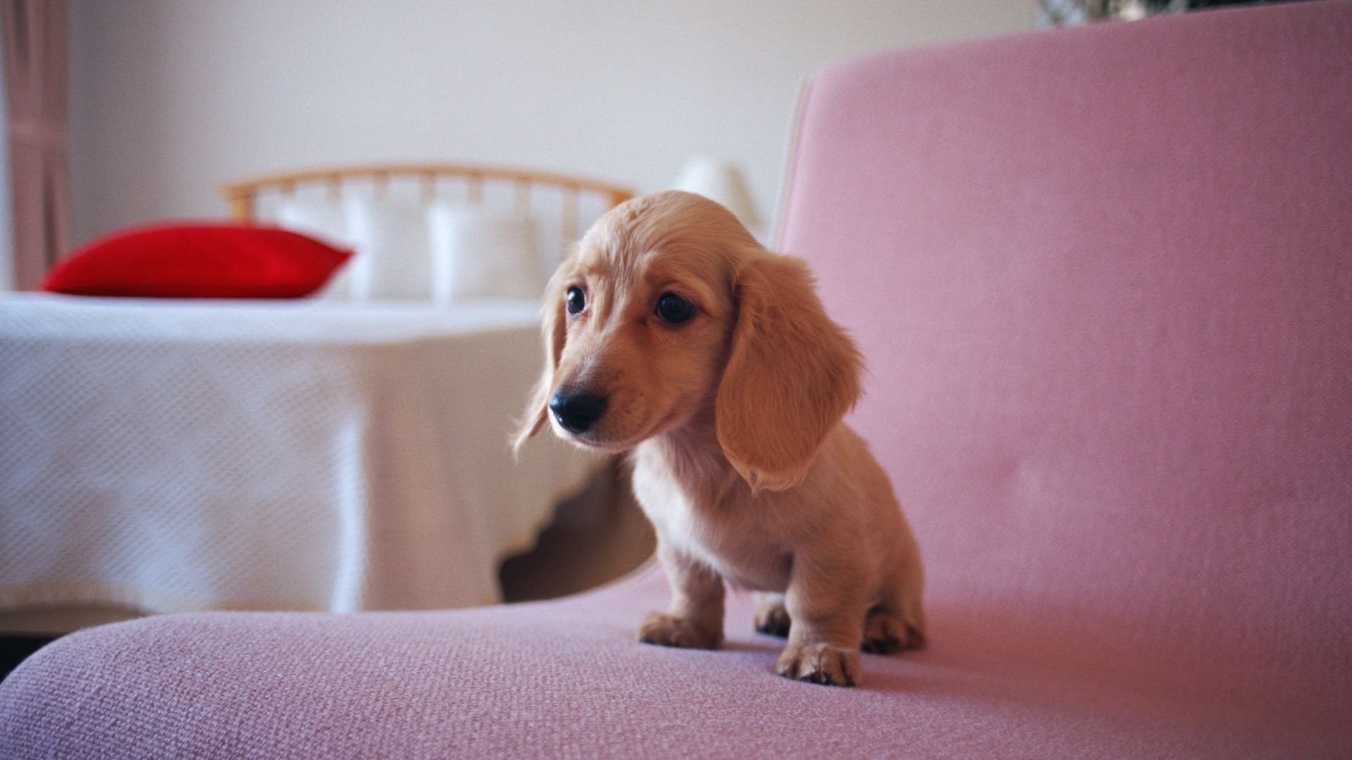 puppy dachshund sitting beige