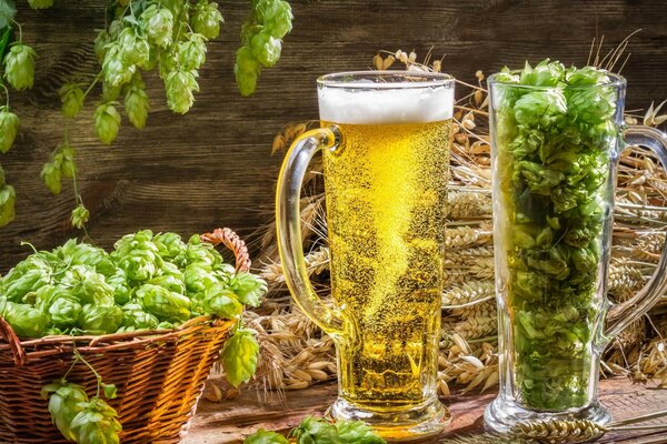 Bier und Hopfen in Gläsern auf einem Tisch mit Ähren