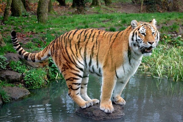 Tigre debout sur une pierre avec une queue surélevée