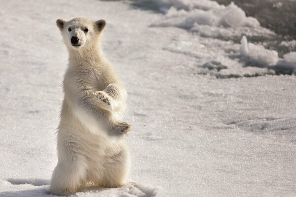 Ein Eisbär steht auf den Hinterbeinen