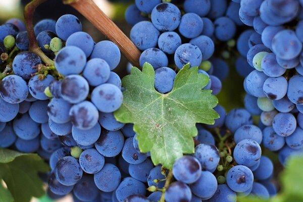 Un racimo de uvas frescas en una rama