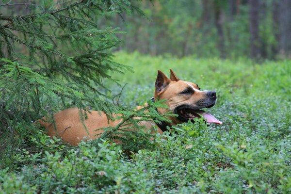 Stafordshire Terrier en el bosque