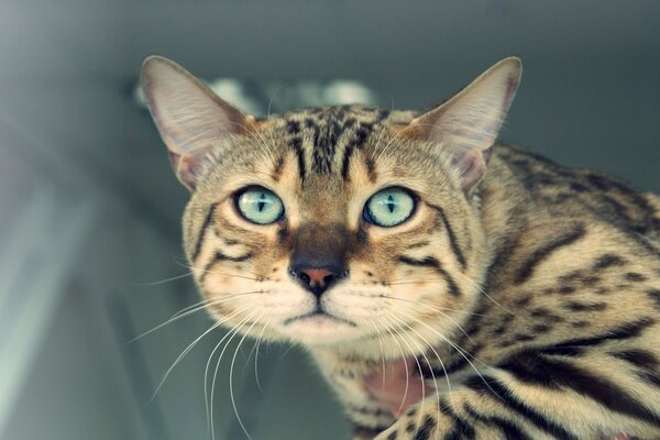 Très beaux yeux chez les phoques