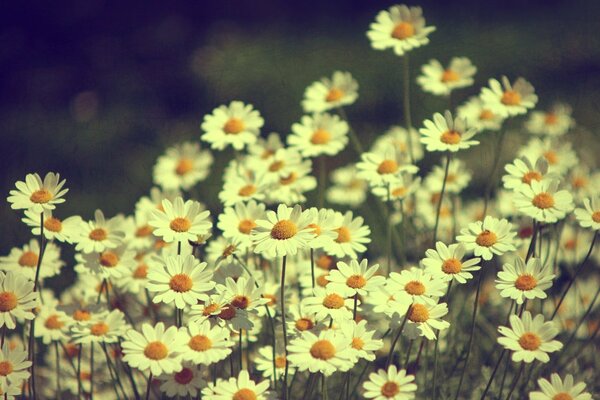 Belles marguerites blanches dans le champ