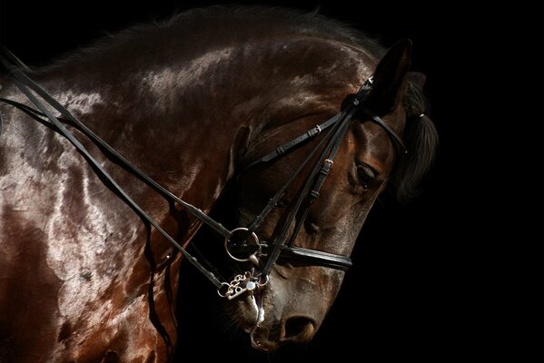 Thoroughbred beautiful horse on a black background