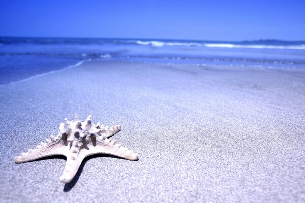 A starfish on a deserted seashore