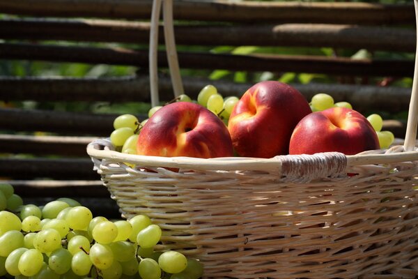 Cesta de mimbre con uvas y nectarinas maduras