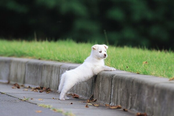 Cute puppy is standing on the road