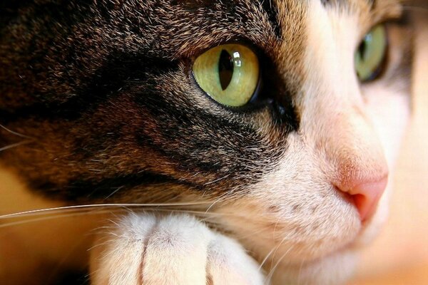 Chat noir et blanc avec des yeux verts