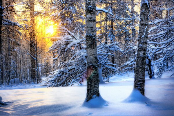 Betulle innevate sullo sfondo di un tramonto magico