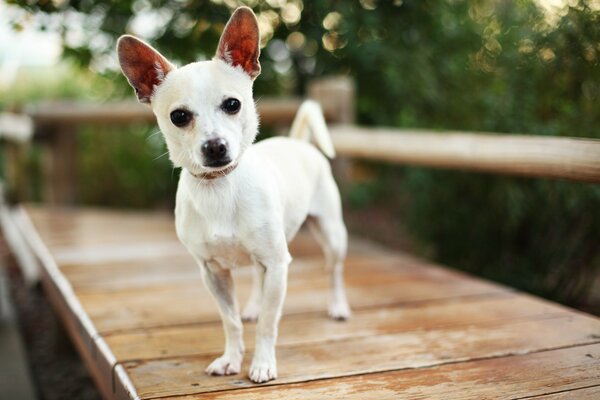 Il muso del cane e lo sguardo del cane e l EOS sono sfocati lateralmente