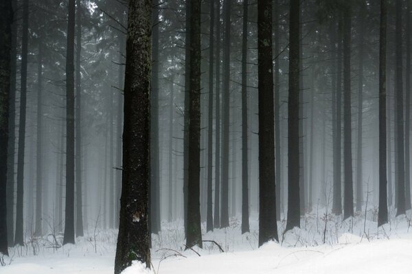 Bosque de invierno en Dalí desde la siembra