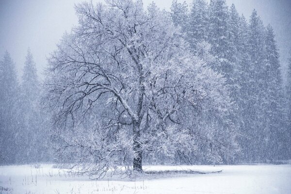 Winter, ein Schneesturm wirft, ein Baum im Schnee