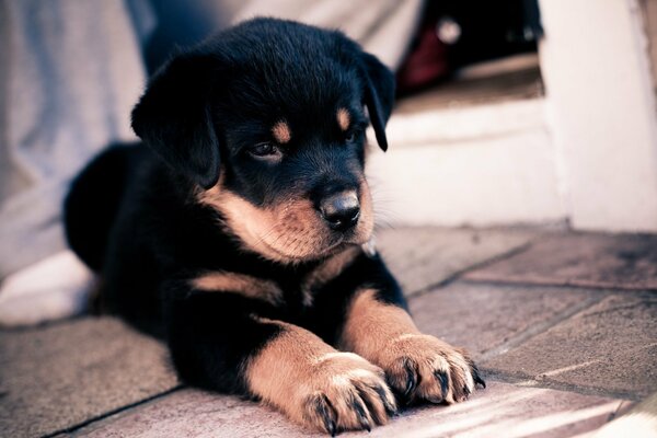 The puppy is sitting with his paws outstretched