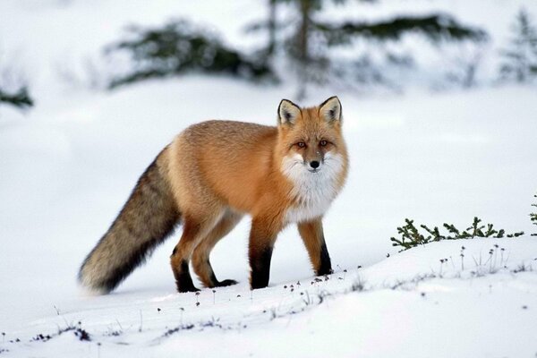 Ein Fuchs steht im Schnee und schaut den Betreiber an