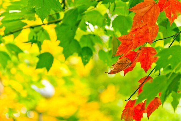 Rojo. Verde. Amarillo. ¿Qué está más cerca?