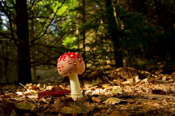 Amanita nel fogliame autunnale di alta qualità