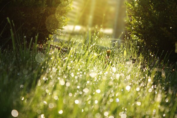 Morning dew on the green grass