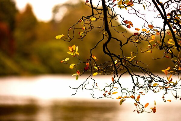 Herbstlaub ist ein Zweig der Natur