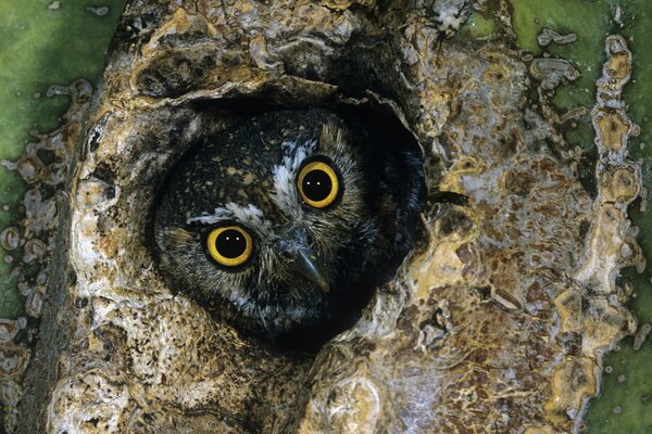 Hibou Peeping du creux de l arbre