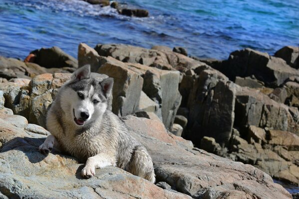 Hund auf Steinen am Meer