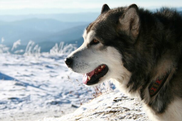 Huskies in the snowy mountains