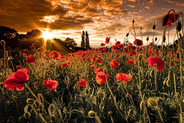 Schöner Sonnenuntergang über einem Feld mit Mohnblumen