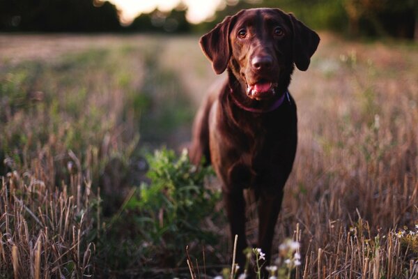 Chien noir dans l herbe sèche