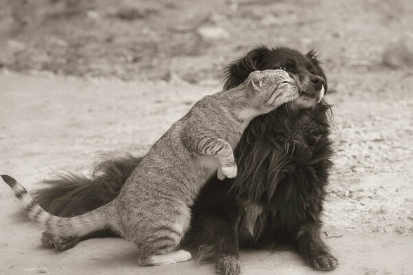 A cat kisses a dog on the street