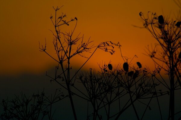 Mountain plants on the background of sunset