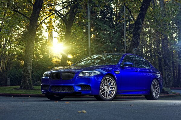 A blue car on the road in the forest catches the last rays of the sun