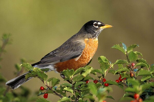 Bird on a branch with red berries