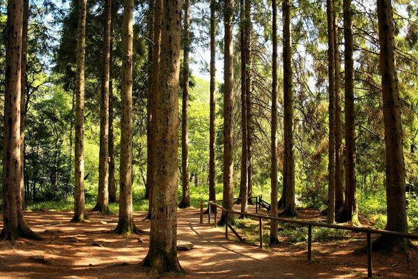 Parque verde con grandes pinos