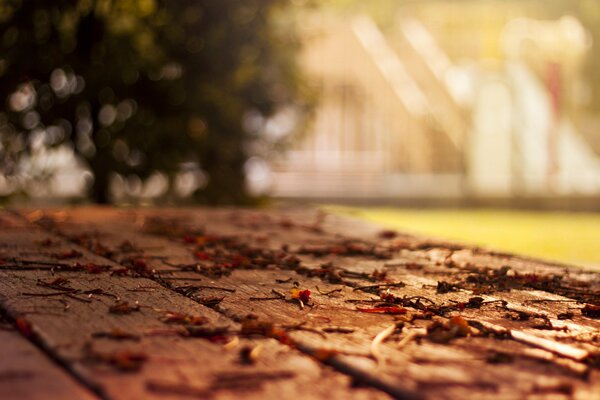 Gefallene Herbstblätter liegen auf dem Boden