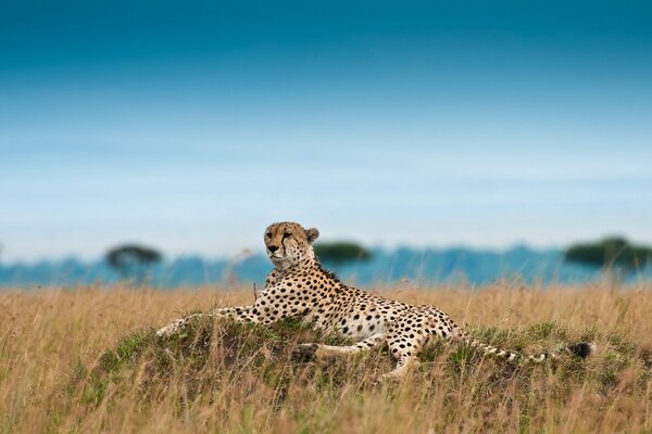 Leopard Rest Strefa conforta