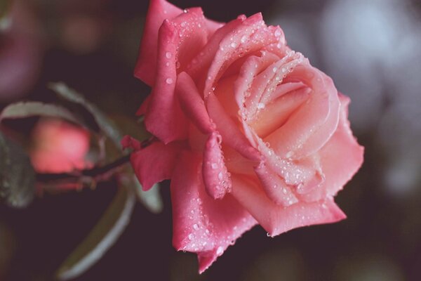 Bella rosa rosa con gocce d acqua