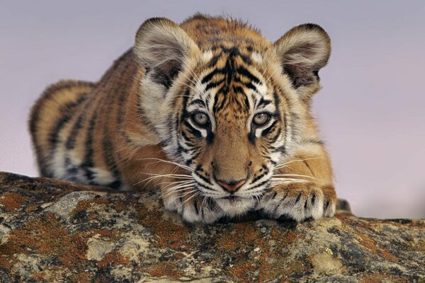 Der Tiger schaut genau in die Ferne