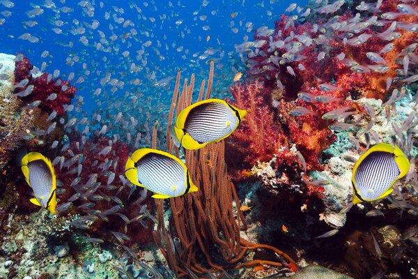 Striped fish swim in corals