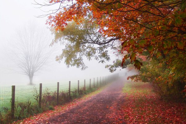 Red carpet of leaves