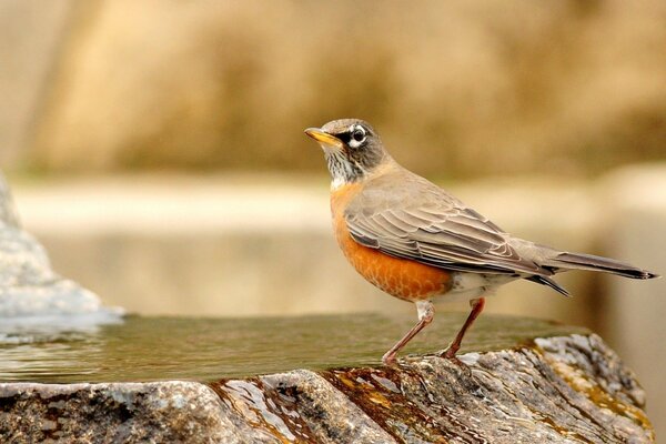 Kleiner Vogel auf einem Stein mit Wasser