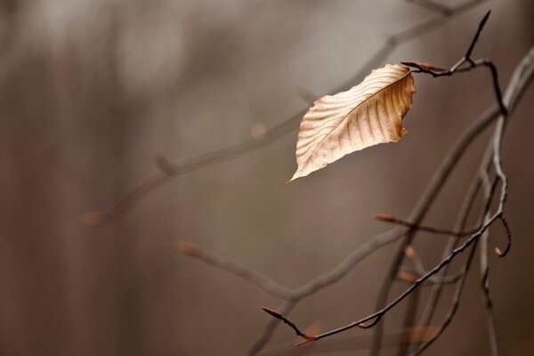 Ast mit Blatt im Herbst in Makroaufnahmen